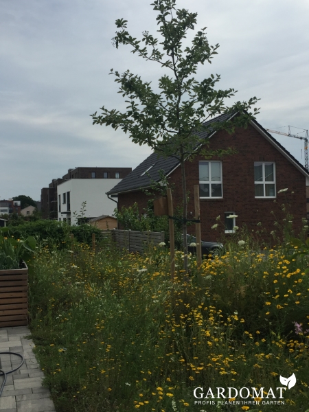 Natürlich moderner Garten 