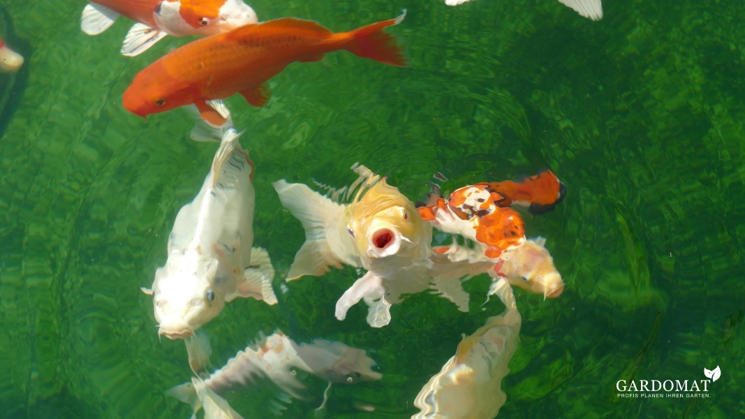 Moderner Garten mit Koiteich