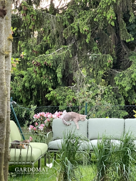 Moderner Einfamilienhausgarten mit Pool